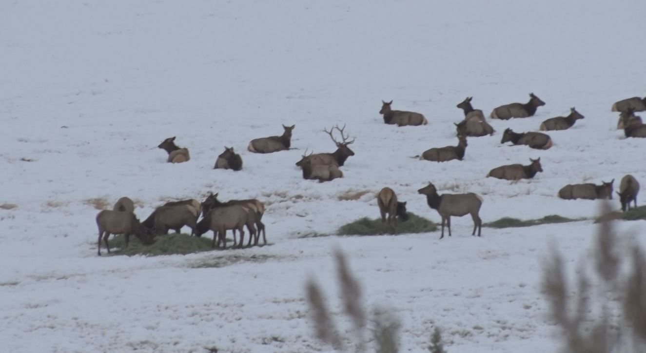 Hardware Ranch Elk Viewing
